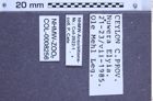 Etikette zu Campsosternus bohemani (Candèze, 1857) (NHMW-ZOO-COL-0008256)